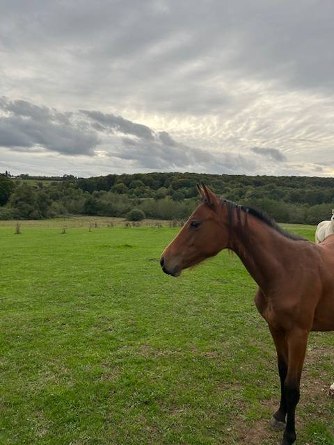 Merrie Selle Français Te koop 2024 Donker bruin / bai ,  j'accuse boismargot