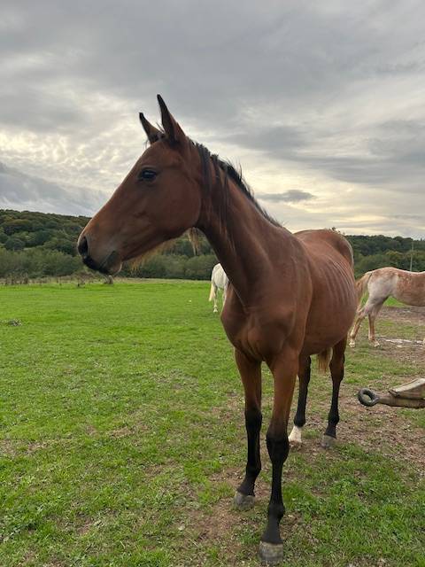Merrie Selle Français Te koop 2024 Donker bruin / bai ,  j'accuse boismargot