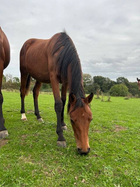 Merrie Selle Français Te koop 2024 Donker bruin / bai ,  j'accuse boismargot
