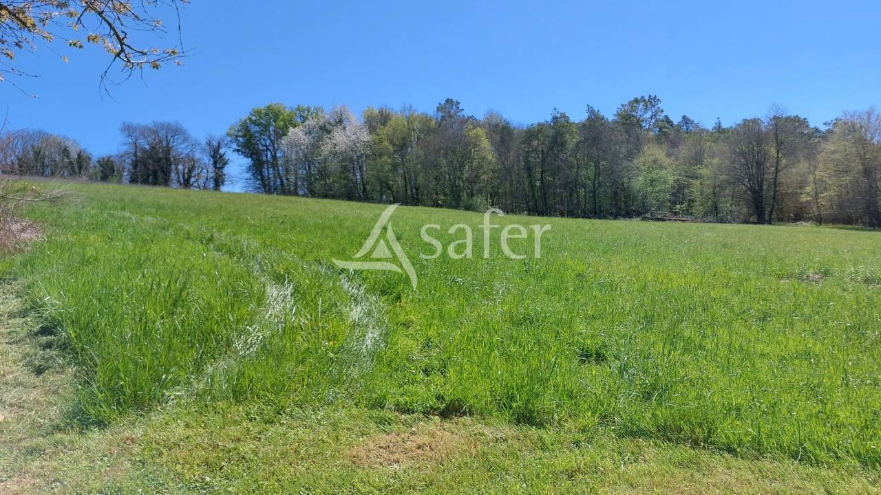 Schapen exploitatie Koop Dordogne