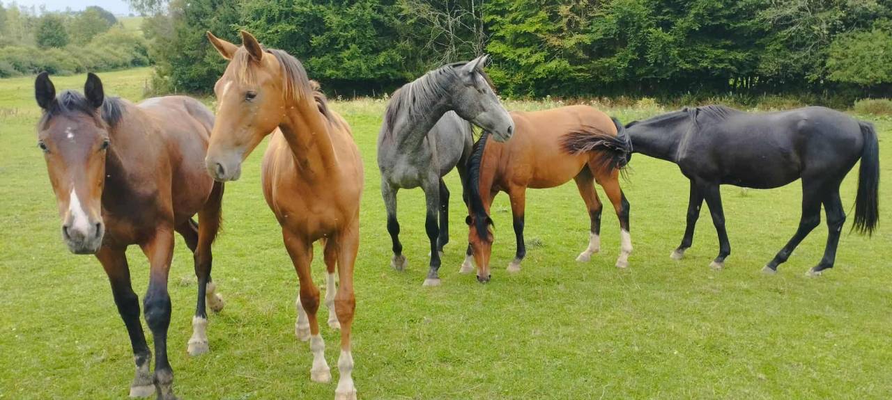Hippisch vastgoed Koop Luxembourg belge