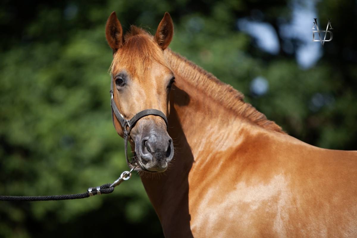 Merrie PRE Puur Ras Spaans Te koop 2022 Vos ,  Tarzano GSA