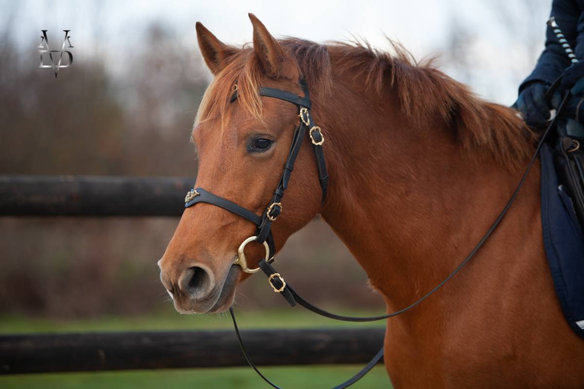 Merrie PRE Puur Ras Spaans Te koop 2022 Vos ,  Tarzano GSA