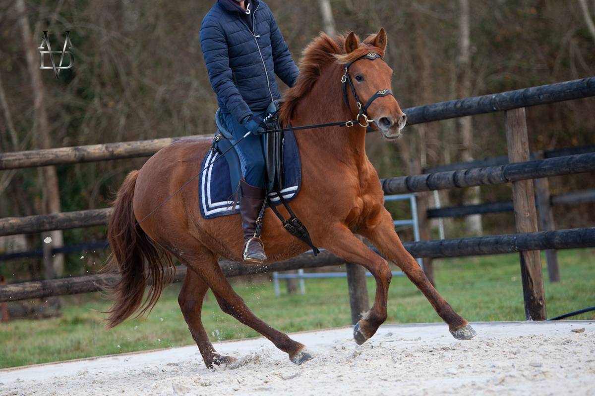 Merrie PRE Puur Ras Spaans Te koop 2022 Vos ,  Tarzano GSA