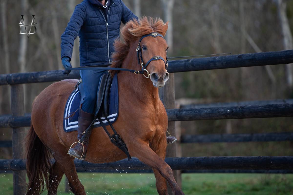 Merrie PRE Puur Ras Spaans Te koop 2022 Vos ,  Tarzano GSA