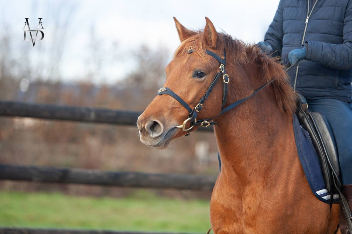 Merrie PRE Puur Ras Spaans Te koop 2022 Vos ,  Tarzano GSA