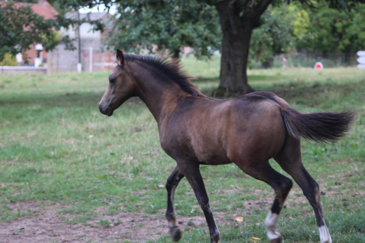 Veulen (ml) Franse rijpony PFS Te koop 2025 Isabel ,  Dream in Cream
