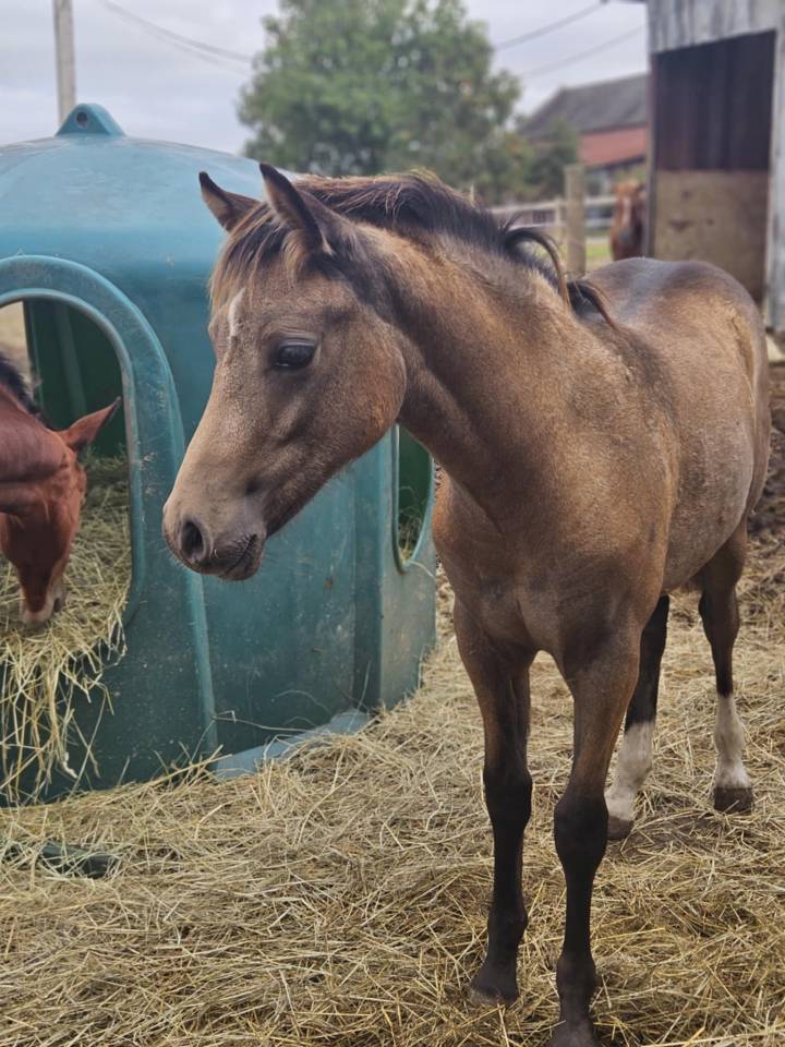 Veulen (ml) Franse rijpony PFS Te koop 2025 Isabel ,  Dream in Cream