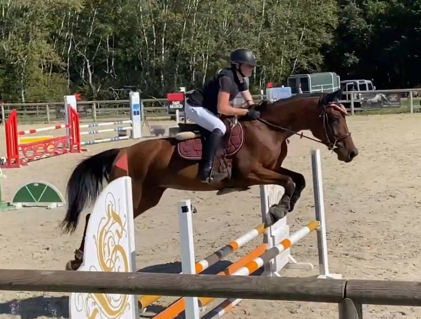 Ruin Selle Français Te koop 2021 Donker bruin / bai ,  By Cera d'Ick