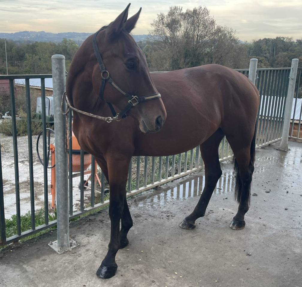 Ruin Selle Français Te koop 2021 Donker bruin / bai ,  By Cera d'Ick