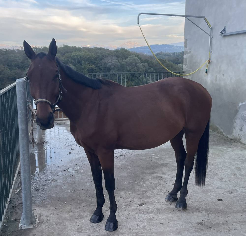 Ruin Selle Français Te koop 2021 Donker bruin / bai ,  By Cera d'Ick