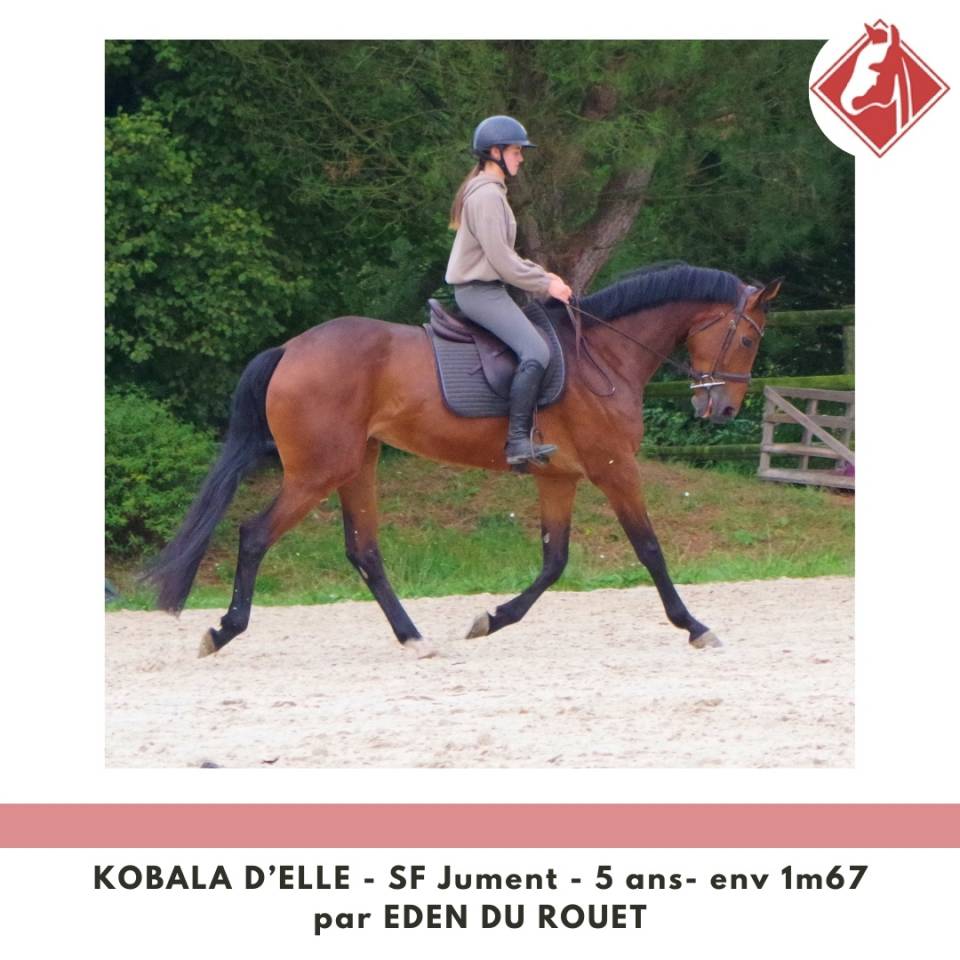 Merrie Selle Français Te koop 2020 Donker bruin / bai ,  Eden du Rouet