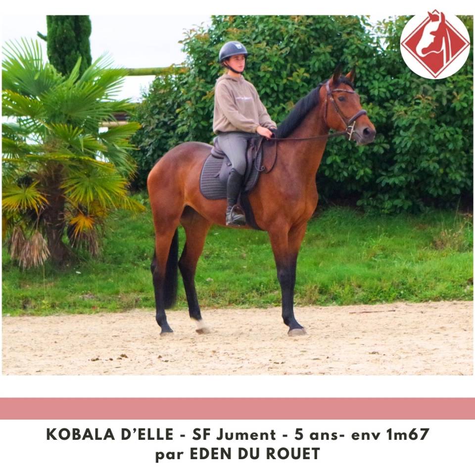 Merrie Selle Français Te koop 2020 Donker bruin / bai ,  Eden du Rouet