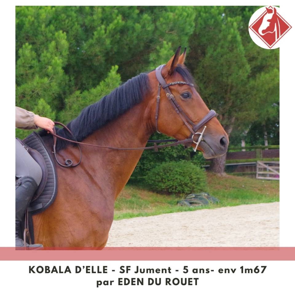 Merrie Selle Français Te koop 2020 Donker bruin / bai ,  Eden du Rouet