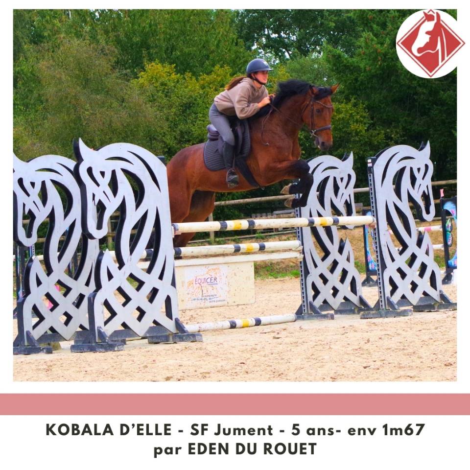 Merrie Selle Français Te koop 2020 Donker bruin / bai ,  Eden du Rouet