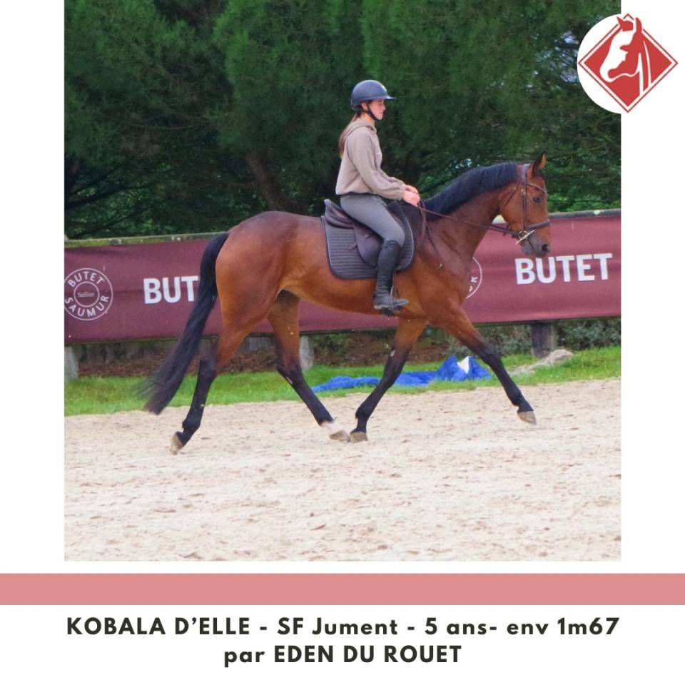 Merrie Selle Français Te koop 2020 Donker bruin / bai ,  Eden du Rouet