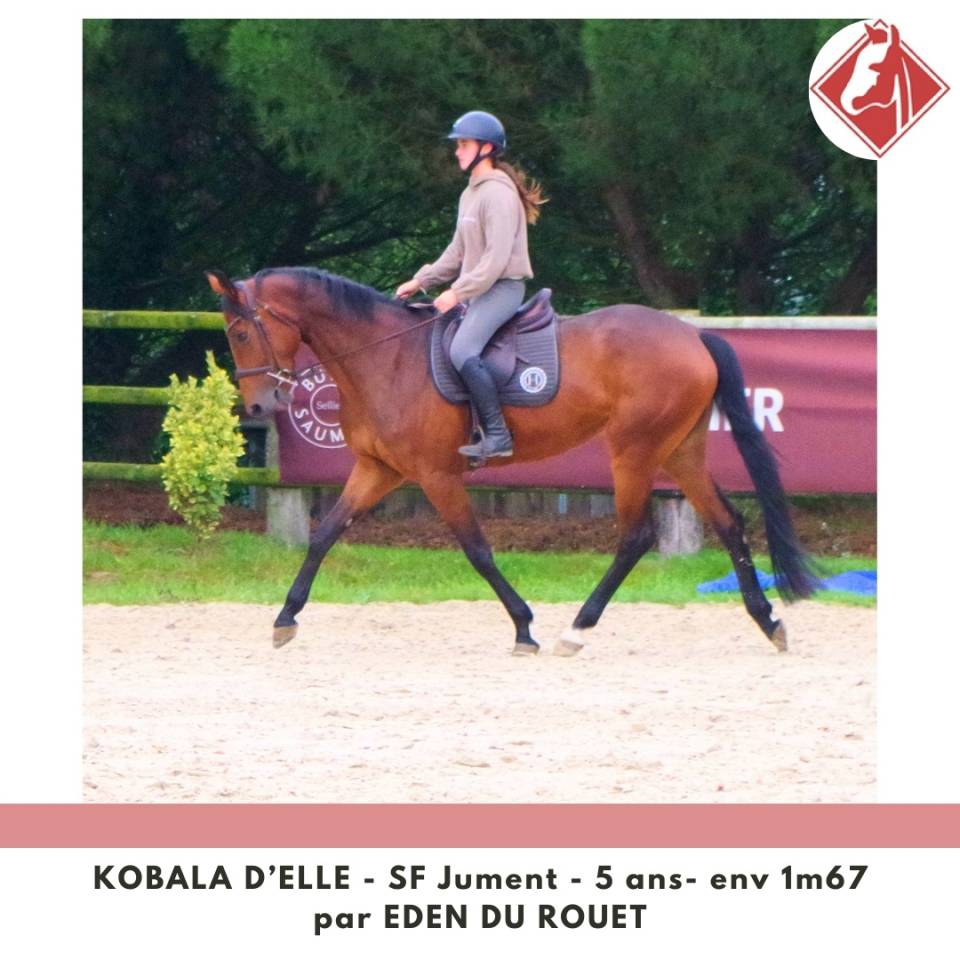 Merrie Selle Français Te koop 2020 Donker bruin / bai ,  Eden du Rouet