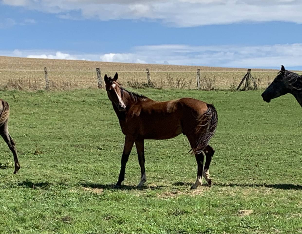 Ruin Selle Français Te koop 2023 Donker bruin / bai