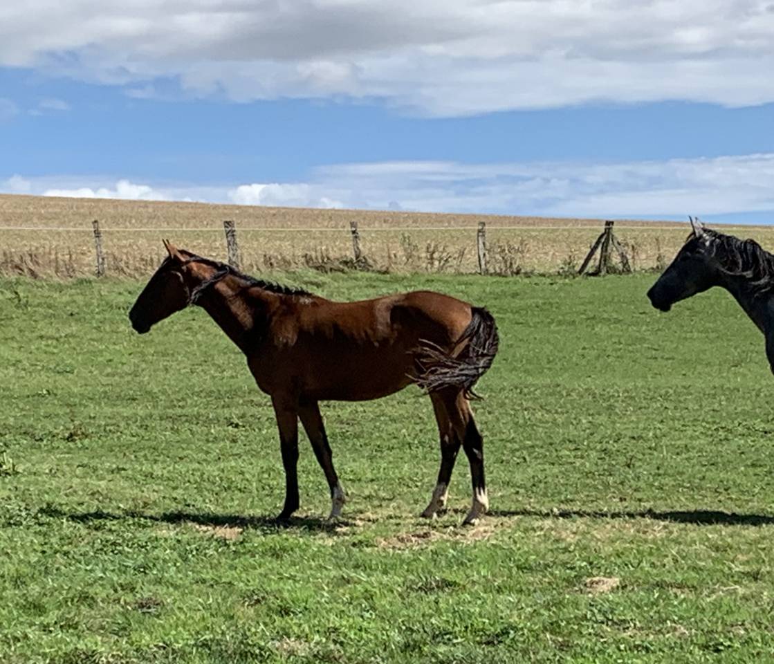 Ruin Selle Français Te koop 2023 Donker bruin / bai