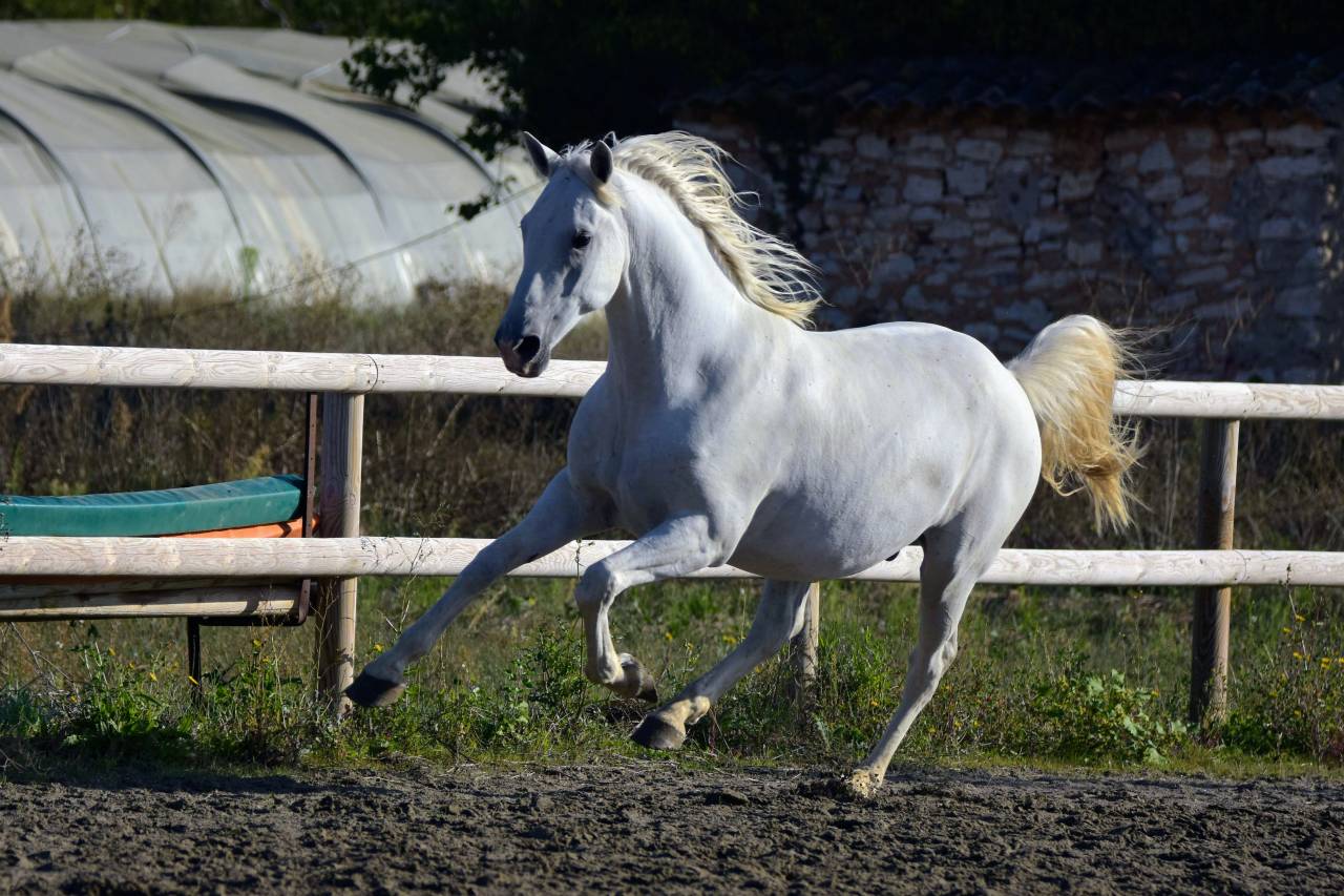 Ruin Lipizzan Te koop 2018 Schimmel