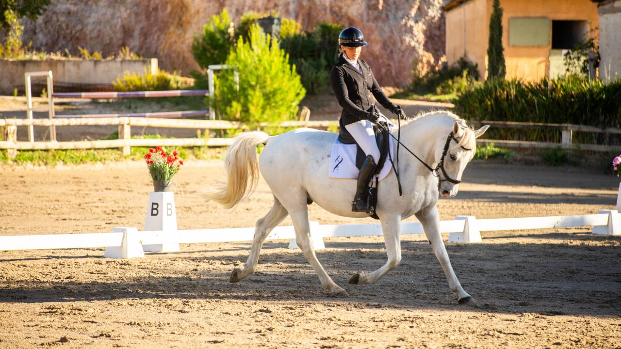 Ruin Lipizzan Te koop 2018 Schimmel
