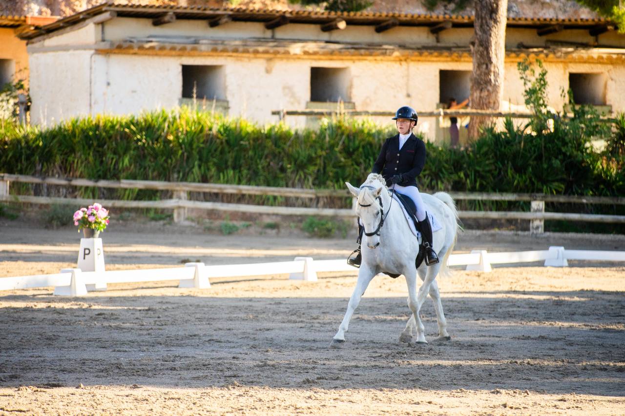 Ruin Lipizzan Te koop 2018 Schimmel