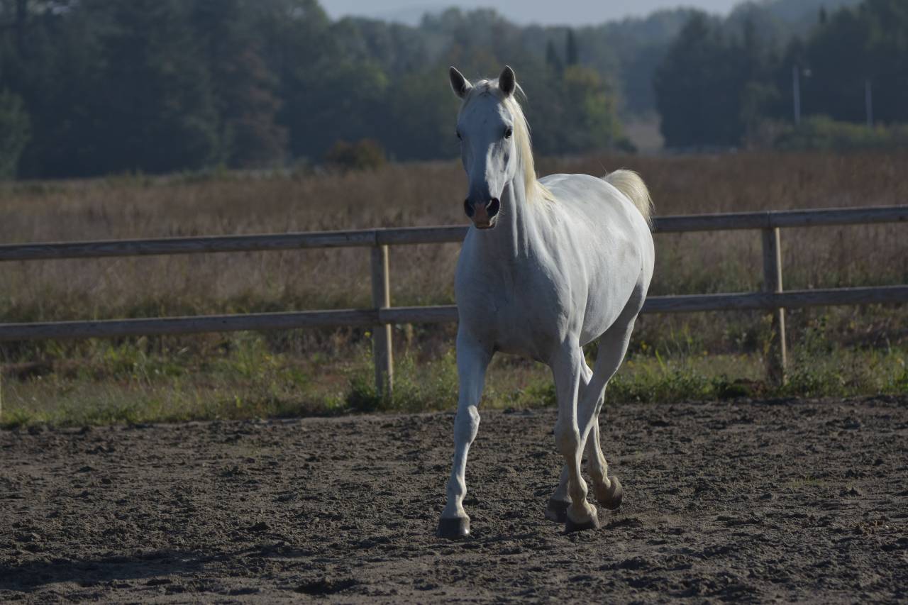 Ruin Lipizzan Te koop 2018 Schimmel