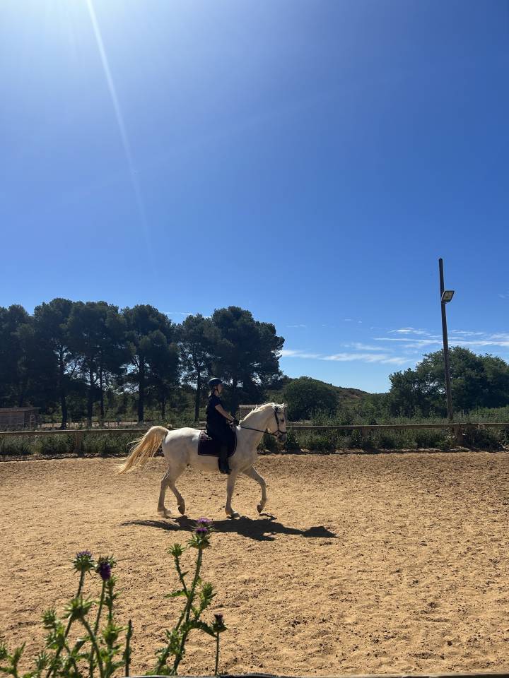 Ruin Lipizzan Te koop 2018 Schimmel
