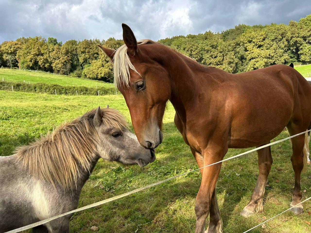 Ruin Welsh Partbred Te koop 2024 Lichte manen en staart ,  ti punch poupetiere