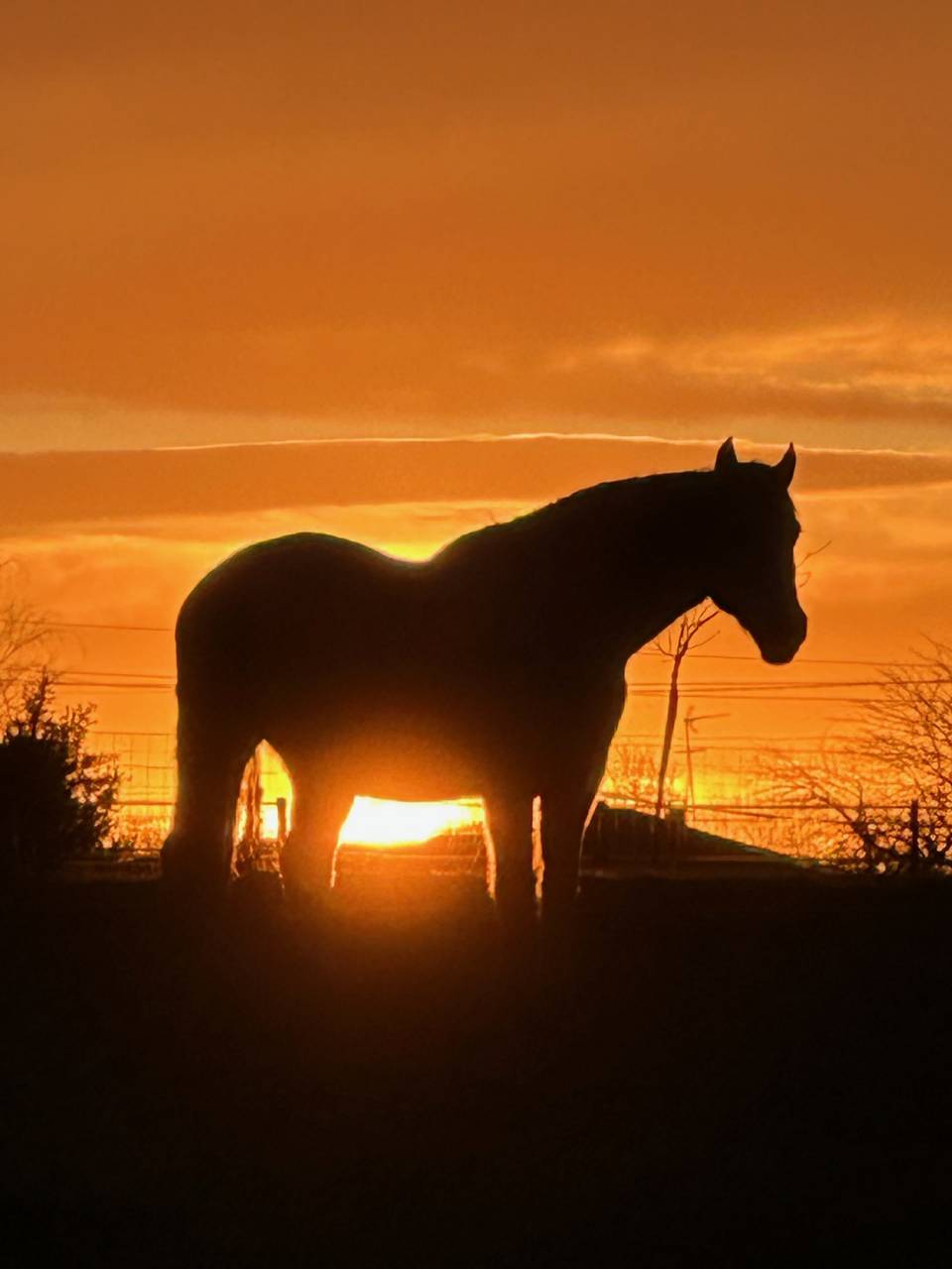 Hippisch vastgoed Koop Landes