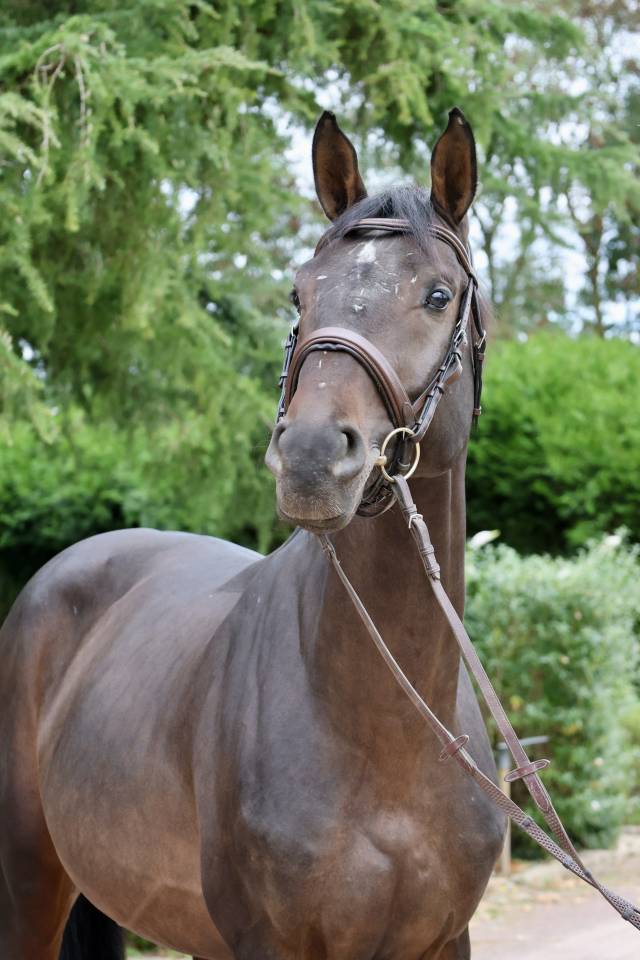 Hengst Holsteiner Te koop 2020 Donker bruin / bai ,  Q-OXFORED QUALITY