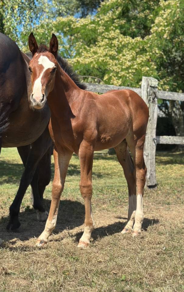 Veulen (ml) Selle Français Te koop 2025 Donker bruin / bai