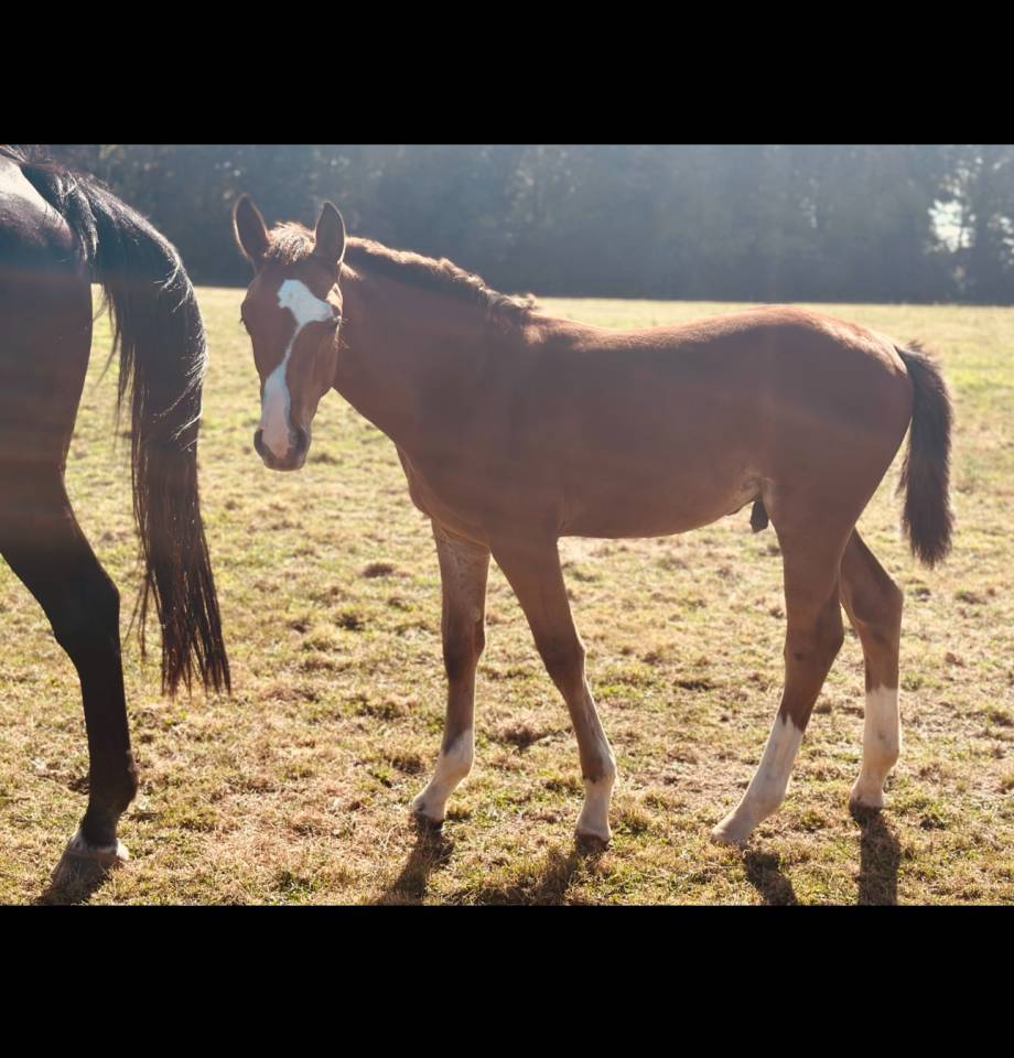 Veulen (ml) Selle Français Te koop 2025 Donker bruin / bai