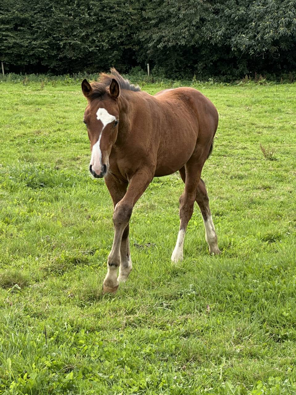 Veulen (ml) Selle Français Te koop 2025 Donker bruin / bai