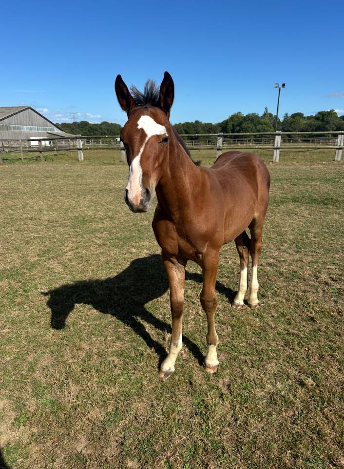 Veulen (ml) Selle Français Te koop 2025 Donker bruin / bai