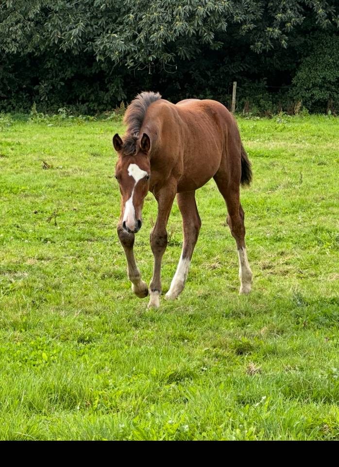 Veulen (ml) Selle Français Te koop 2025 Donker bruin / bai