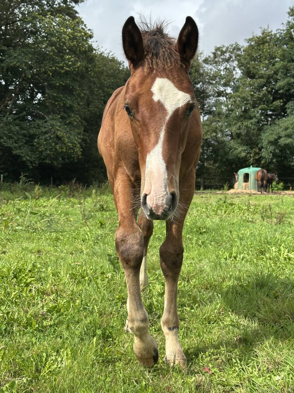 Veulen (ml) Selle Français Te koop 2025 Donker bruin / bai