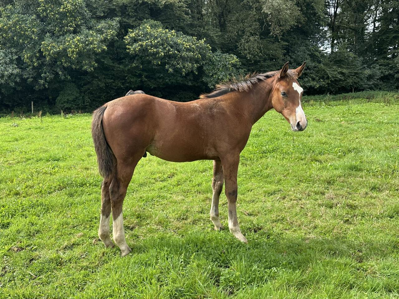 Veulen (ml) Selle Français Te koop 2025 Donker bruin / bai