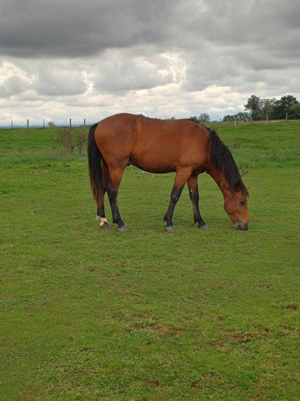 Hengst New Forest Te koop 2023 Donker bruin / bai ,  ROB ROY DU GARON