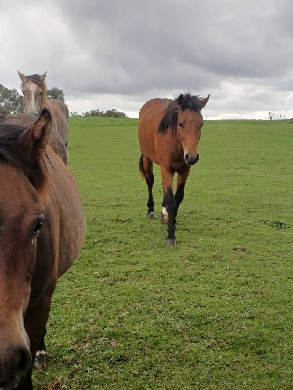 Hengst New Forest Te koop 2023 Donker bruin / bai ,  ROB ROY DU GARON