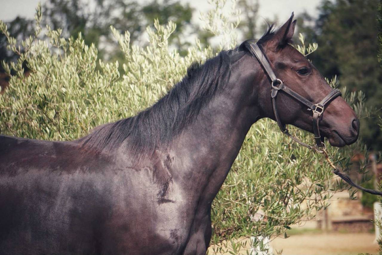 Merrie Bekend ras Te koop 2022 Bruin / Bai