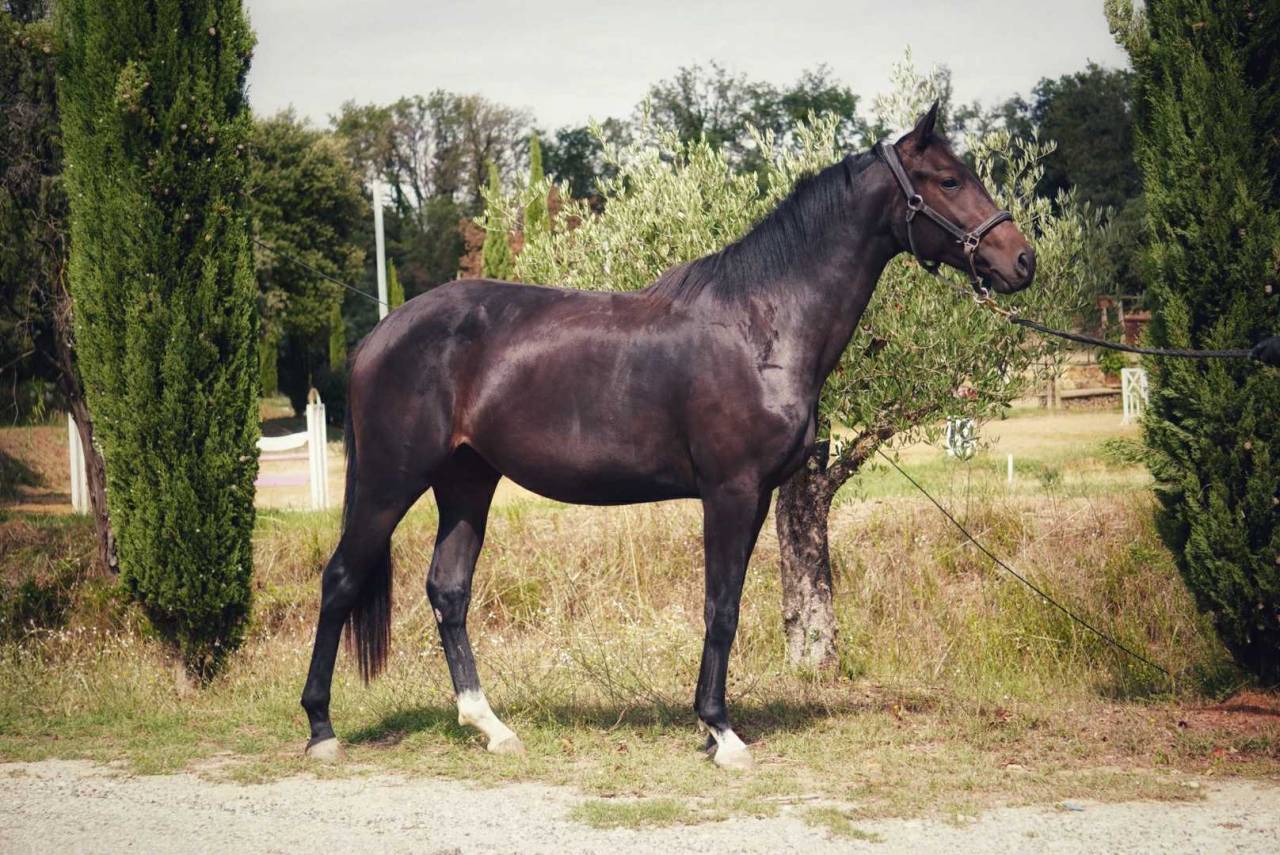 Merrie Bekend ras Te koop 2022 Bruin / Bai