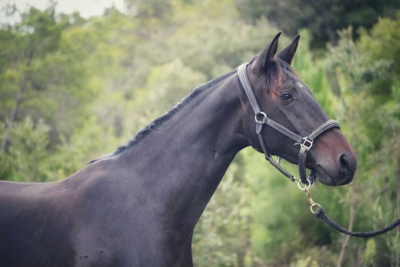 Merrie Selle Français Te koop 2022 Bruin / Bai