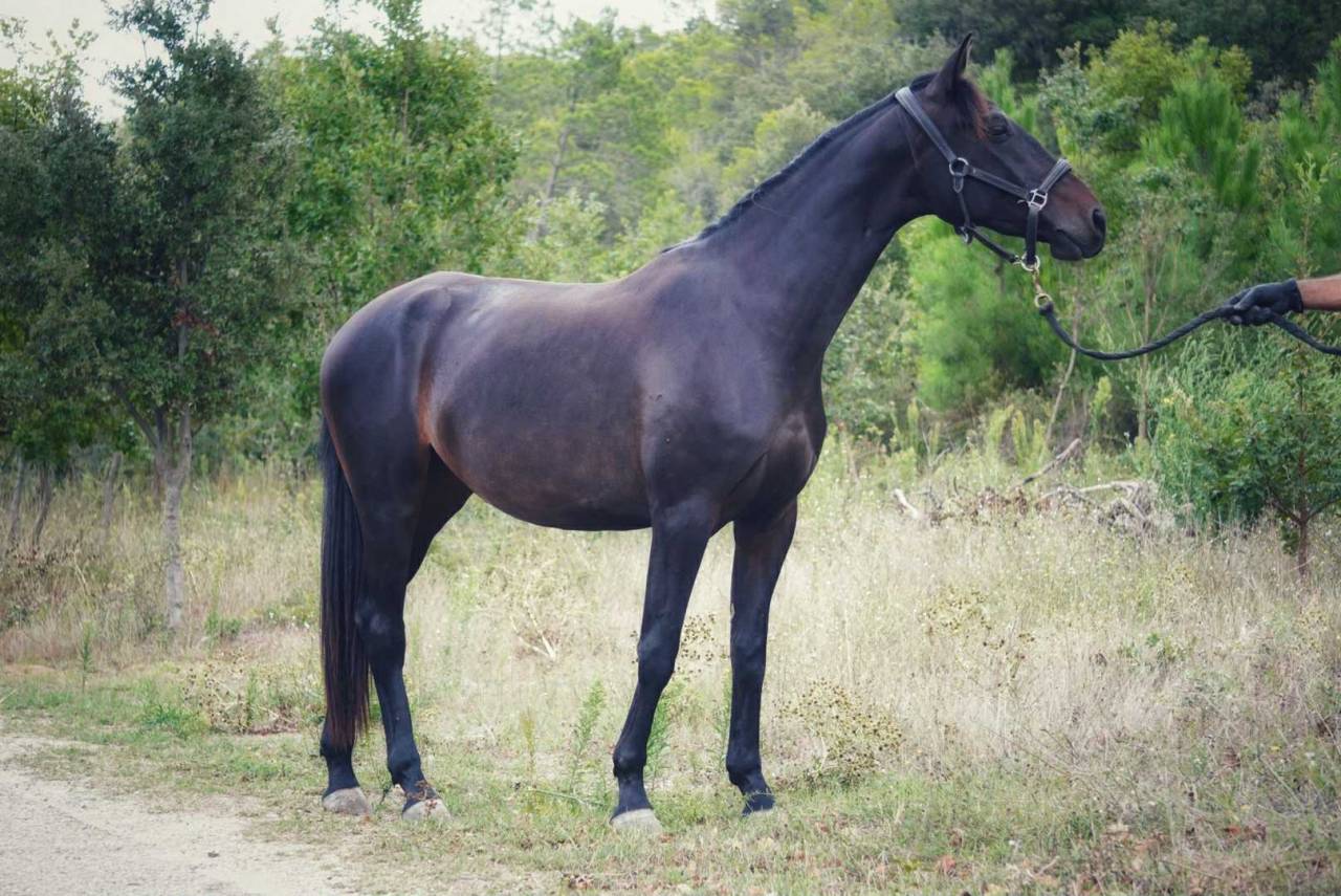 Merrie Selle Français Te koop 2022 Bruin / Bai