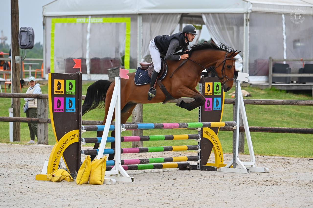 Ruin Belgisch sportpaard Te koop 2021 Donker bruin / bai