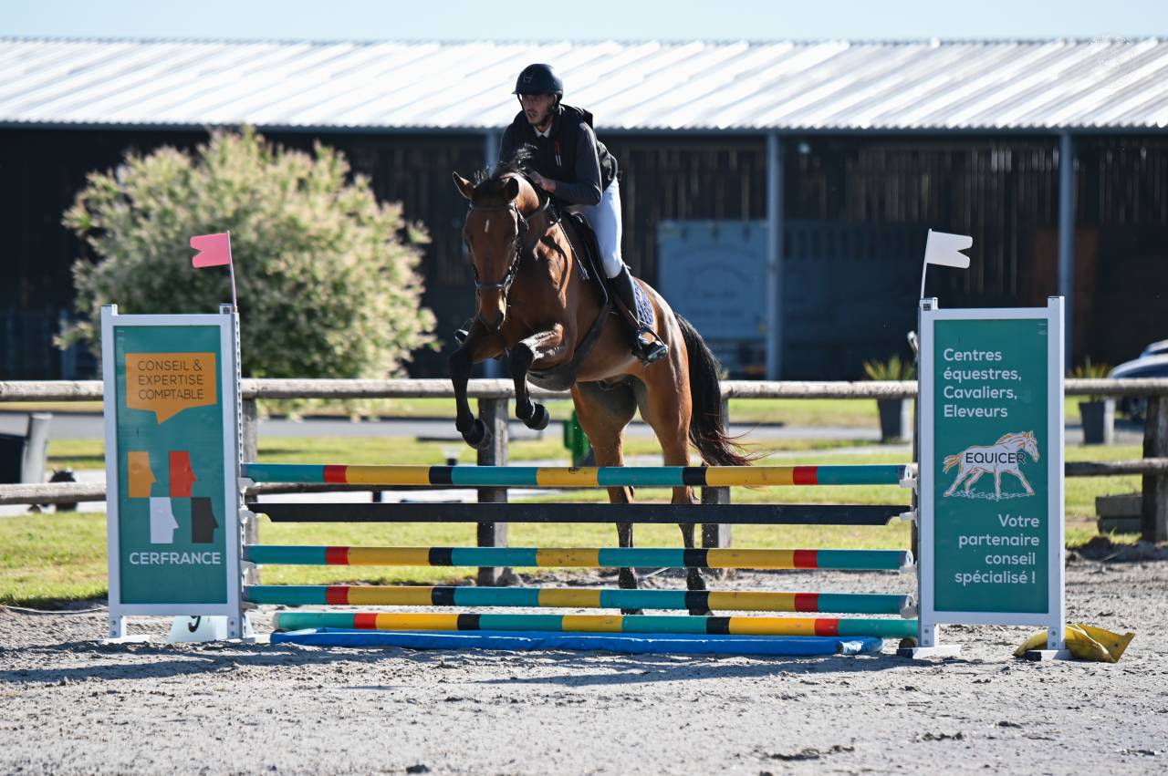 Ruin Belgisch sportpaard Te koop 2021 Donker bruin / bai