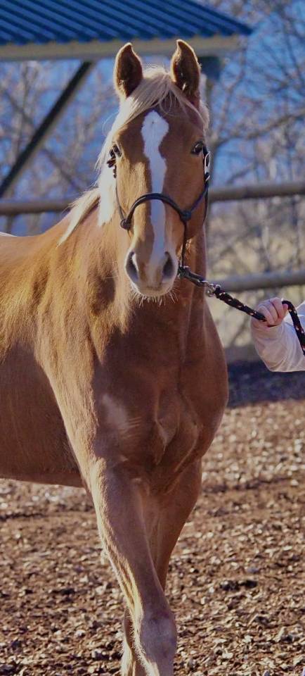 Merrie Selle Français Te koop 2020 Vos