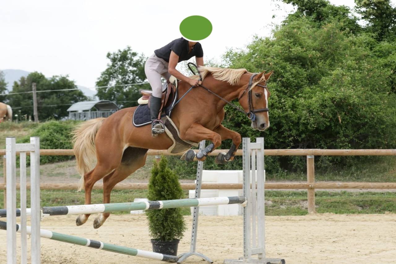 Merrie Selle Français Te koop 2020 Vos