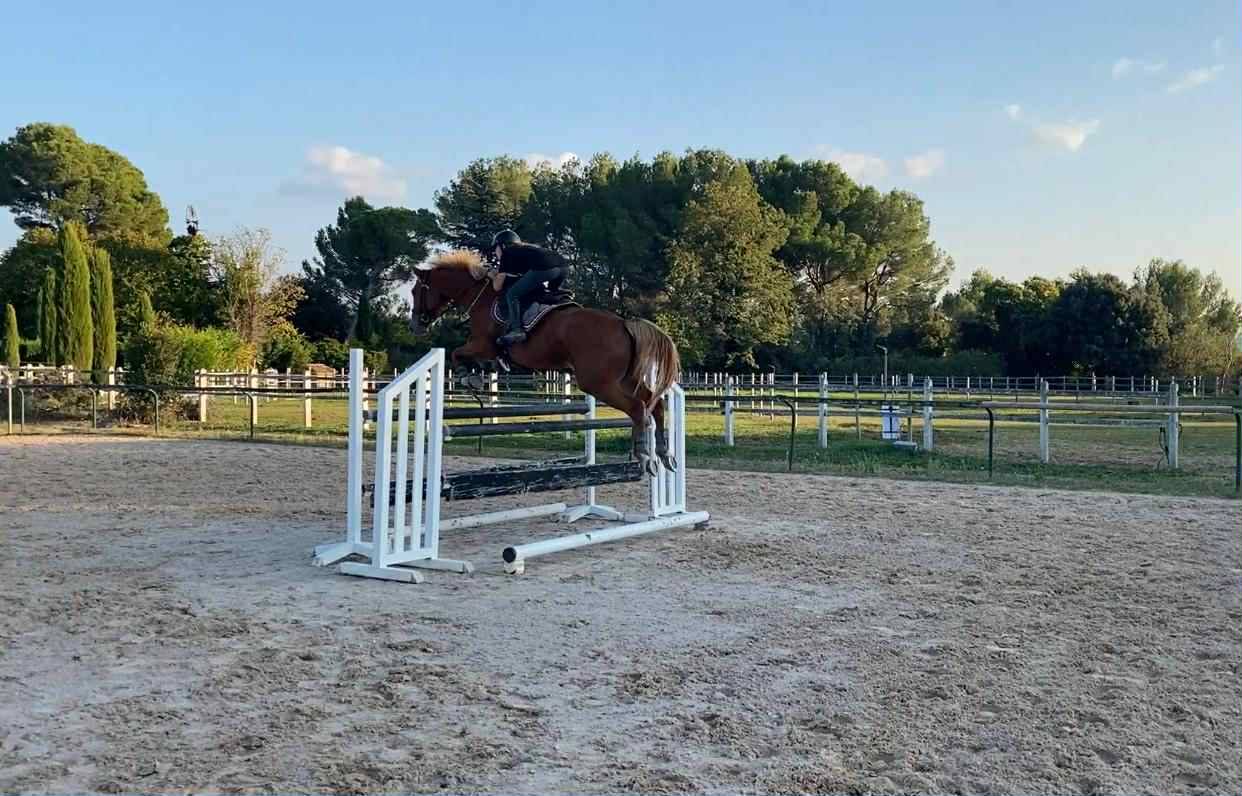 Merrie Selle Français Te koop 2020 Vos