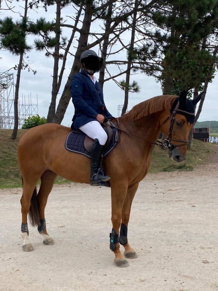 Merrie Selle Français Te koop 2013 Vos ,  KANNAN